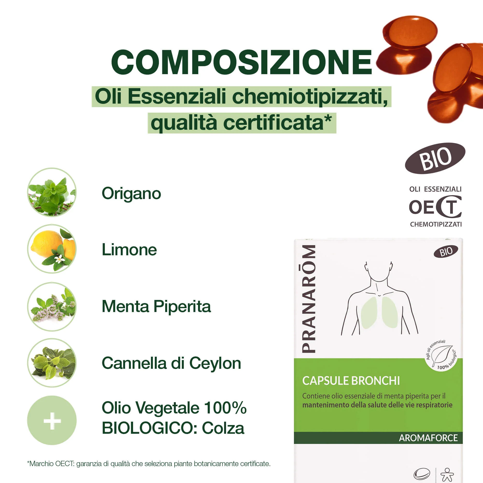 Capsule bronchi - Bio - Image 4